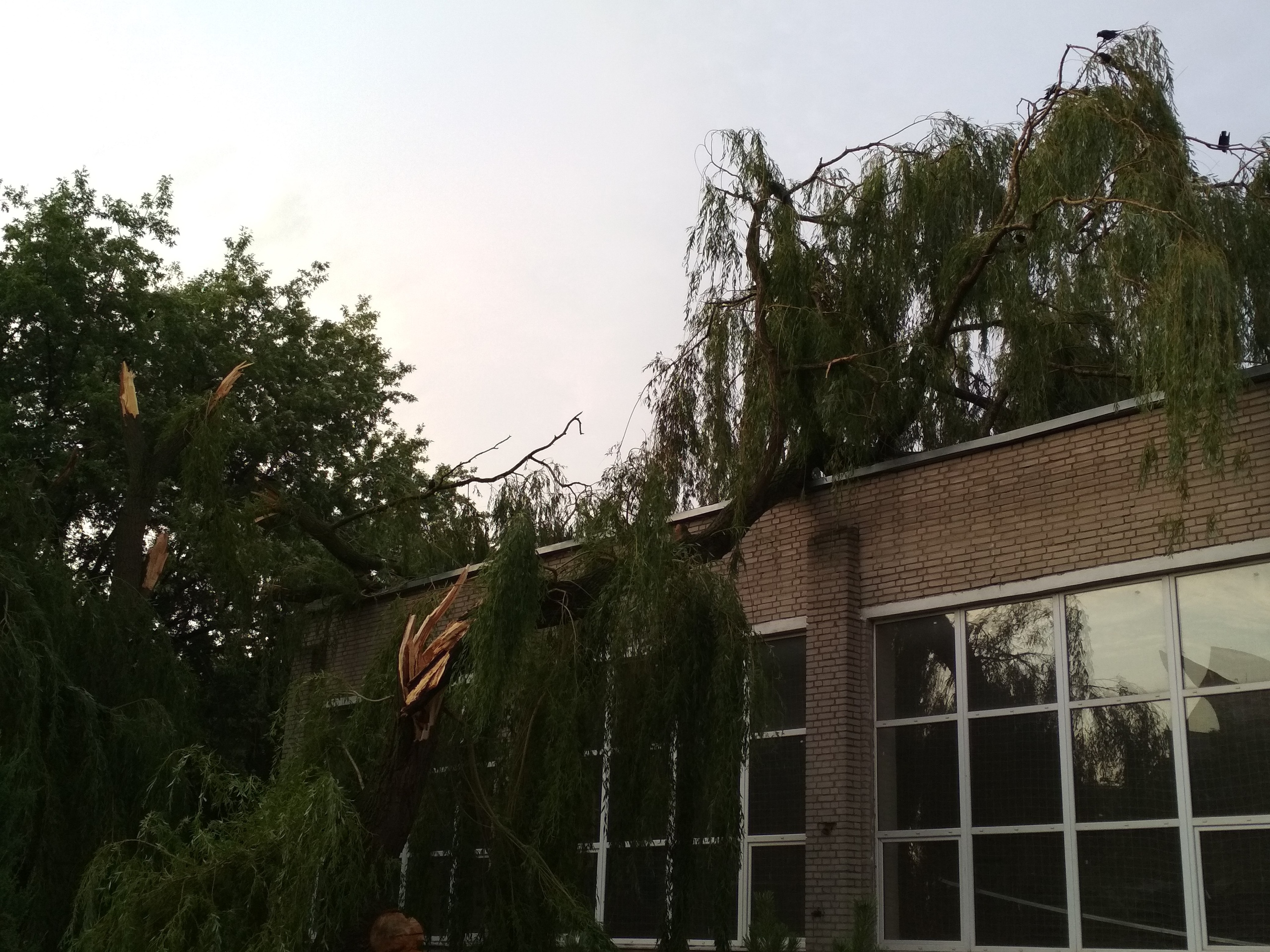 дерево упало солигорск