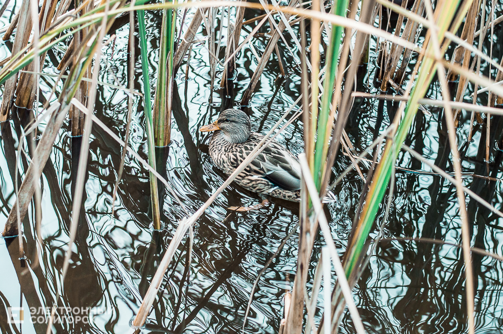 Осень в Солигорске