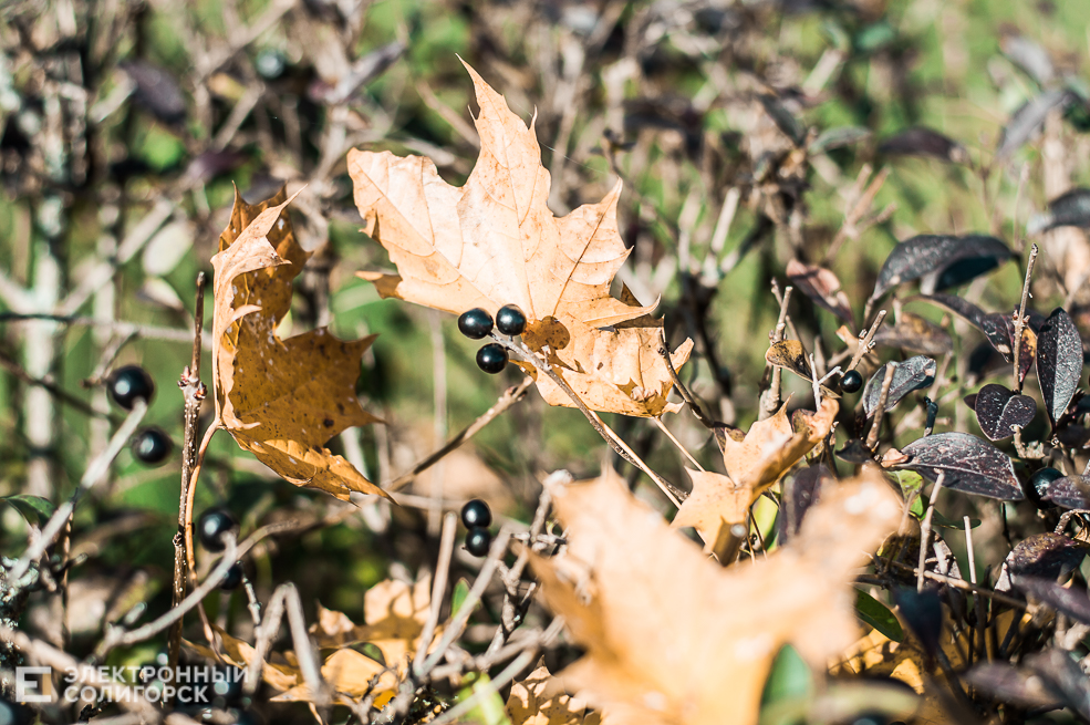Осень в Солигорске