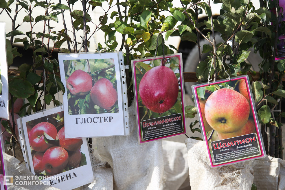 ярмарка Солигорск