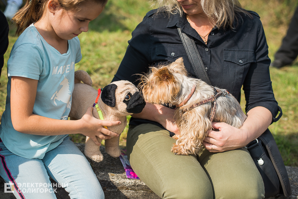 выставка собак