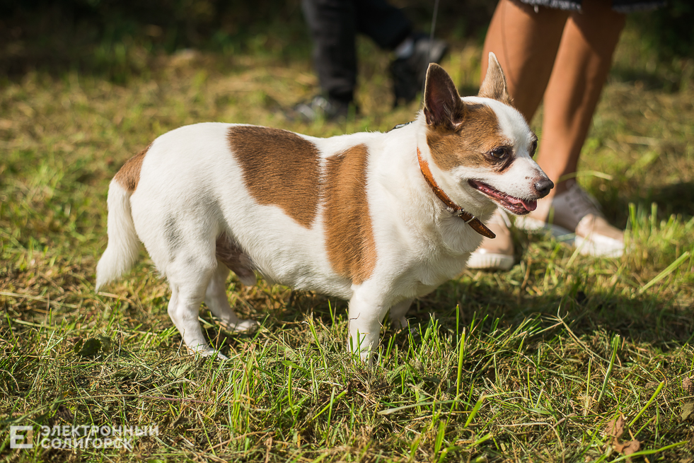 выставка собак
