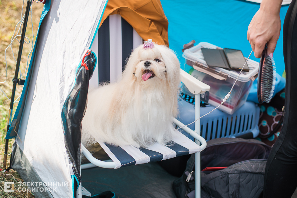 выставка собак