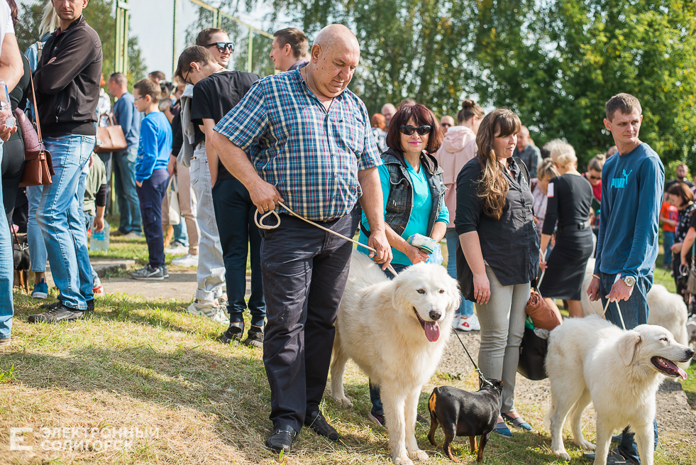 выставка собак