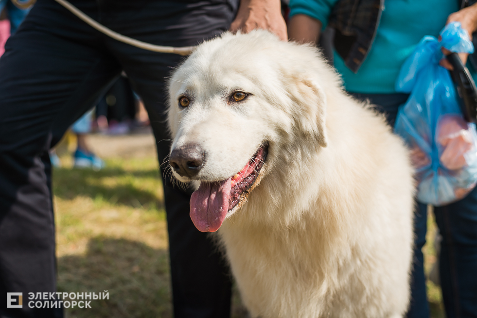 выставка собак