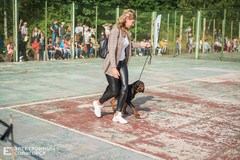 выставка собак