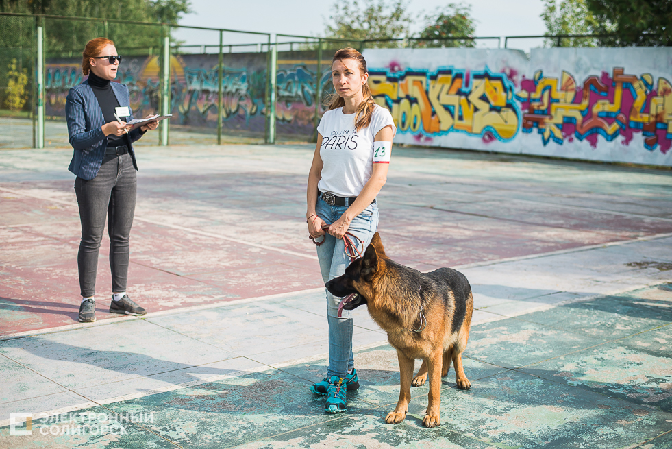 выставка собак