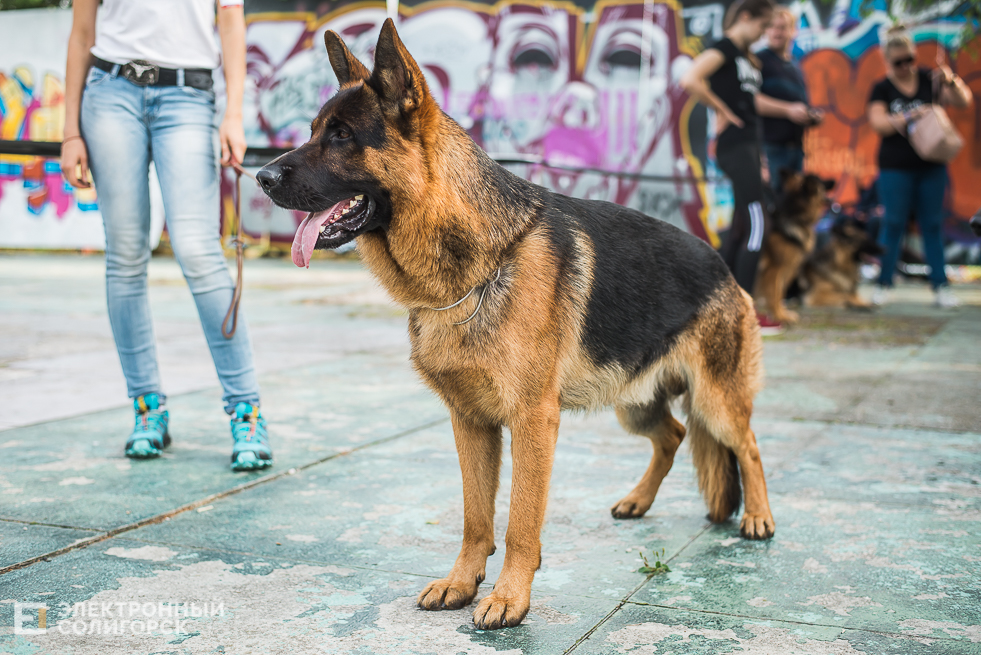 выставка собак