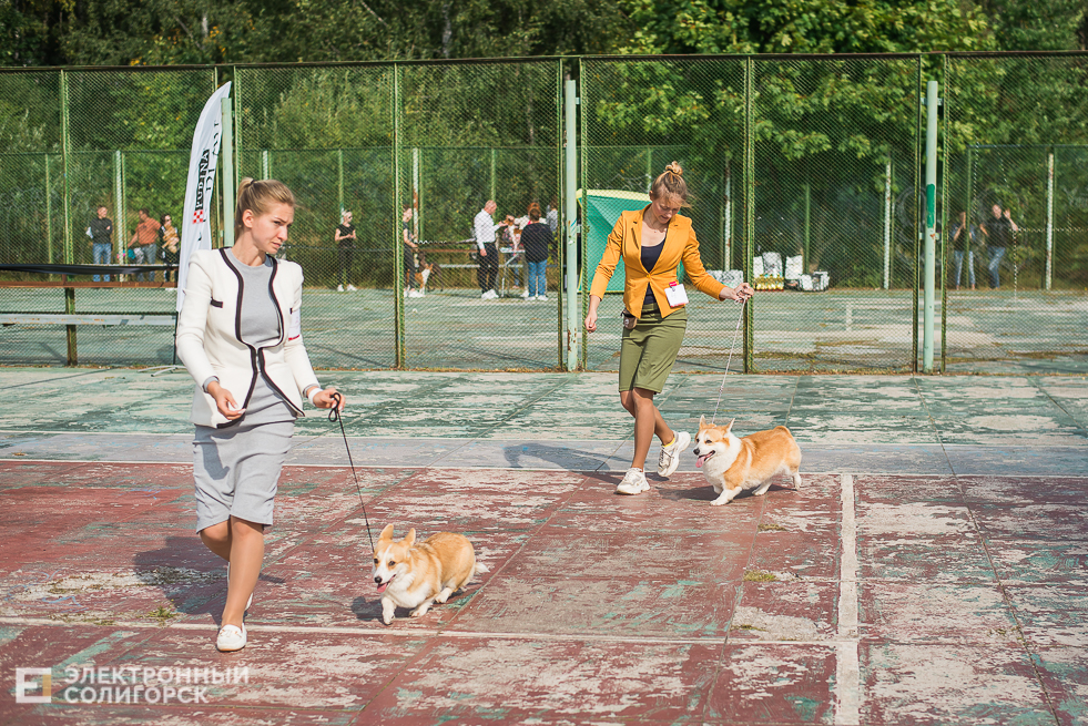 выставка собак