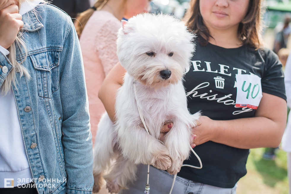 выставка собак