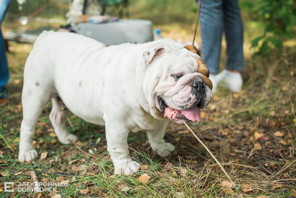 выставка собак