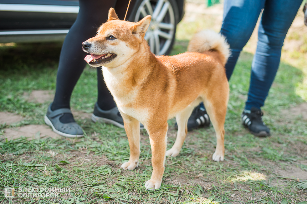 выставка собак