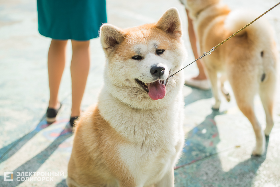 выставка собак