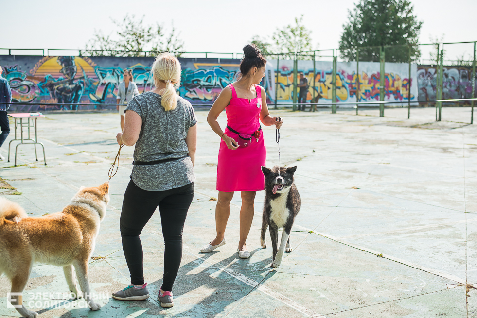 выставка собак