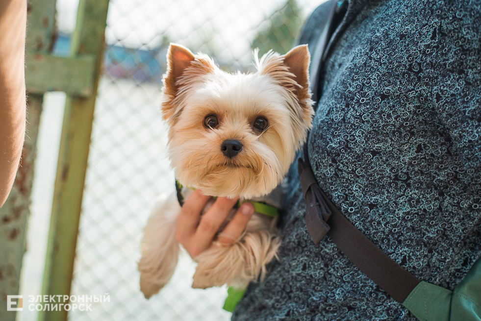 выставка собак