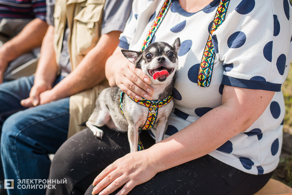 выставка собак