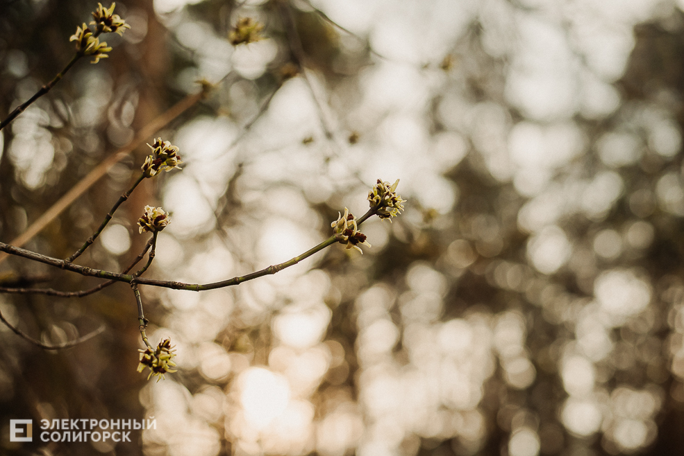 весенняя прогулка