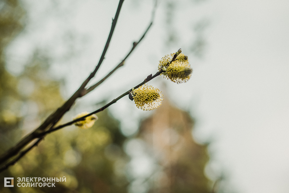 весенняя прогулка