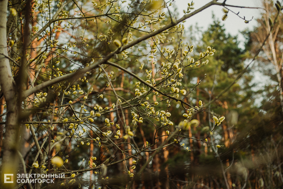 весенняя прогулка