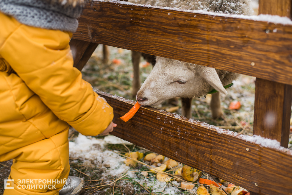 контактный зоопарк у собора