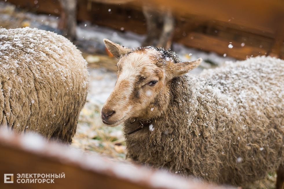 контактный зоопарк у собора