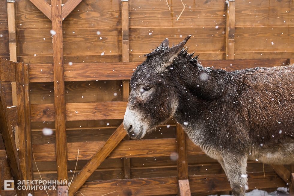 контактный зоопарк у собора