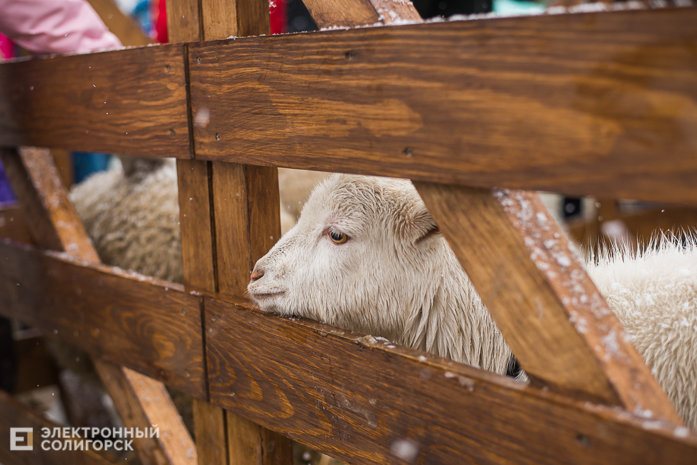 контактный зоопарк у собора