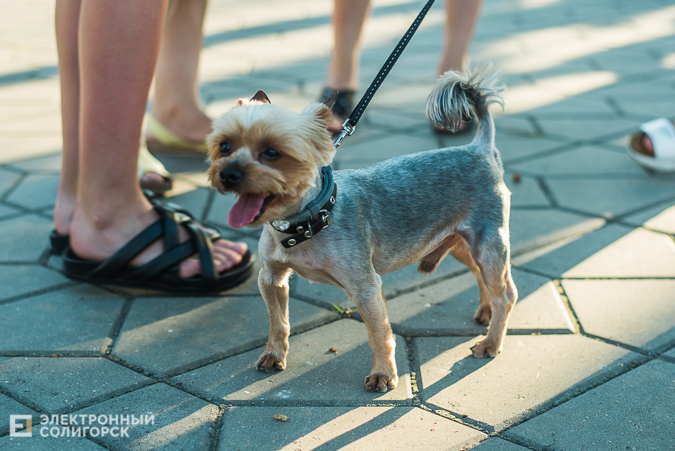 день семьи, любви и верности