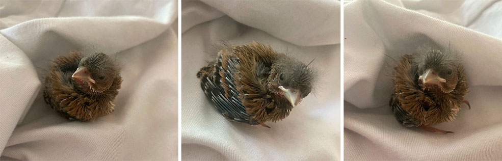 что делать с птенцами солигорск