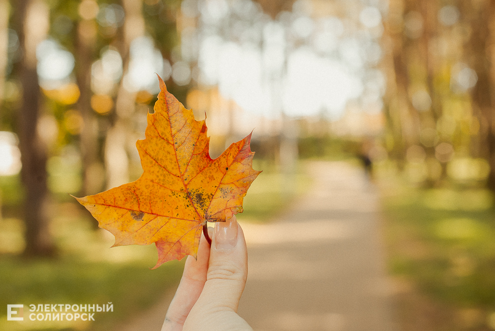 осень в парке