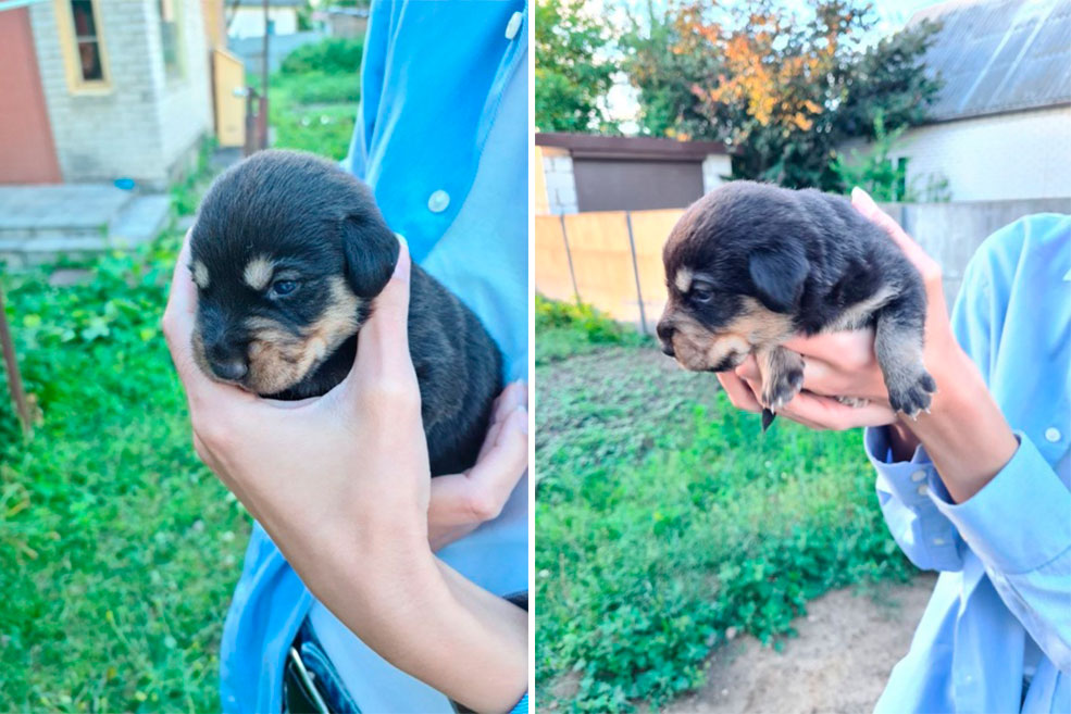 щенки солигорск небольшие