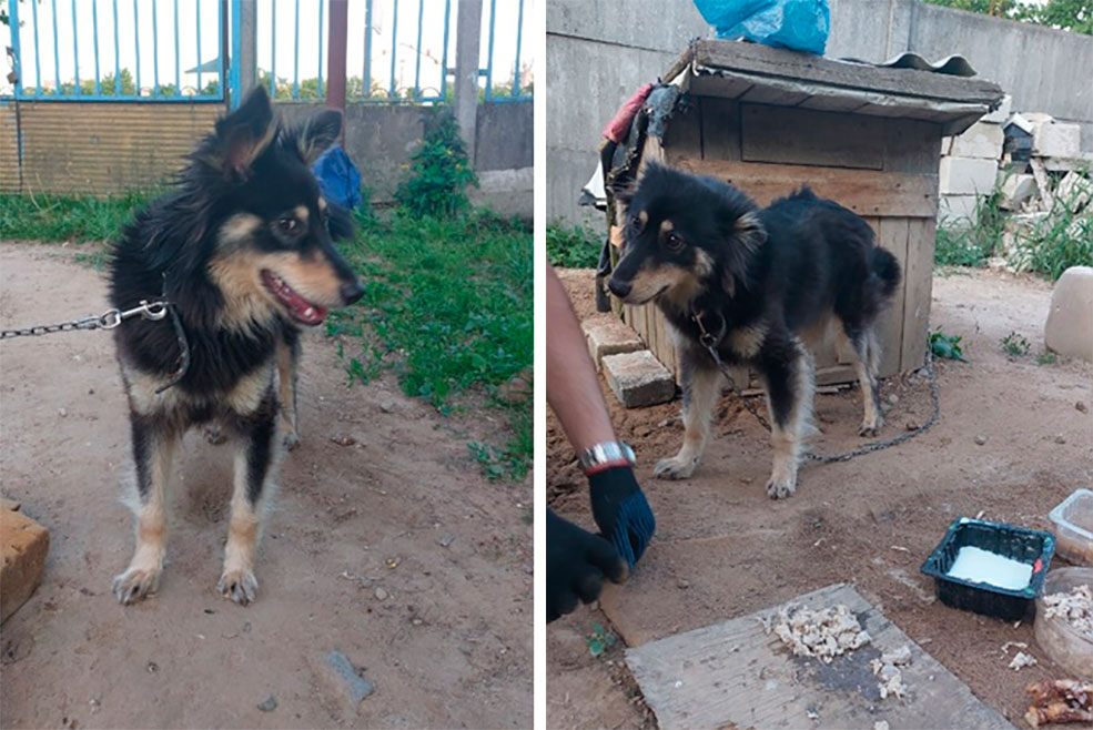 щенки солигорск небольшие