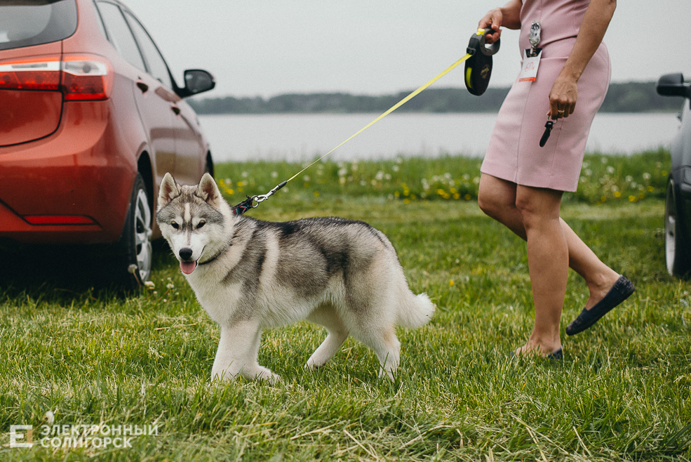 выставка собак