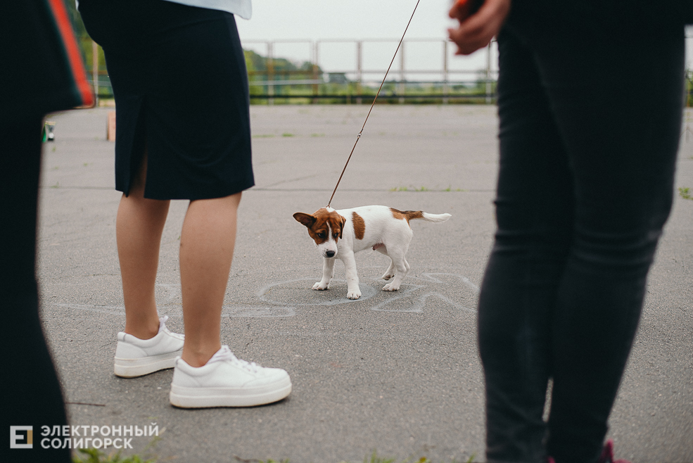 выставка собак