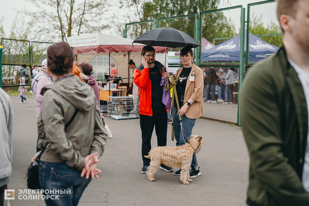 выставка собак