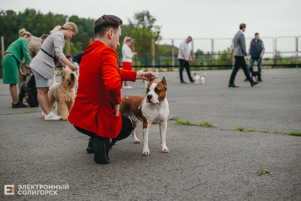 выставка собак