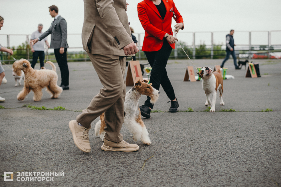 выставка собак