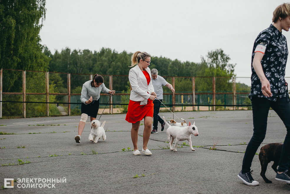 выставка собак