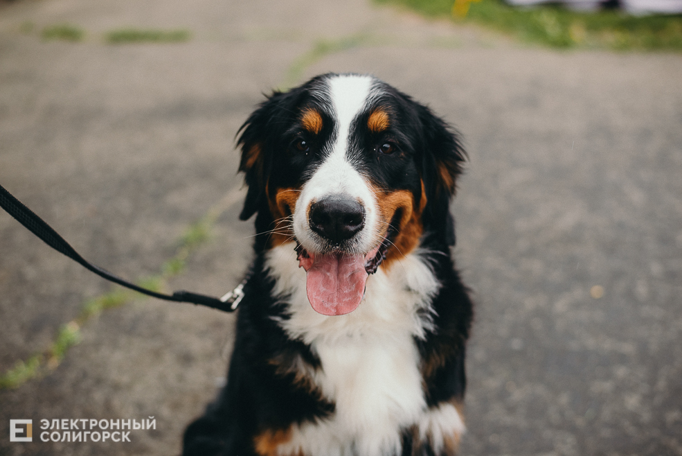 выставка собак