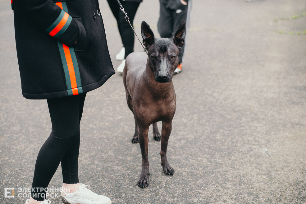 выставка собак