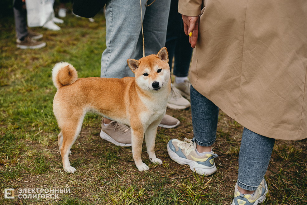 выставка собак