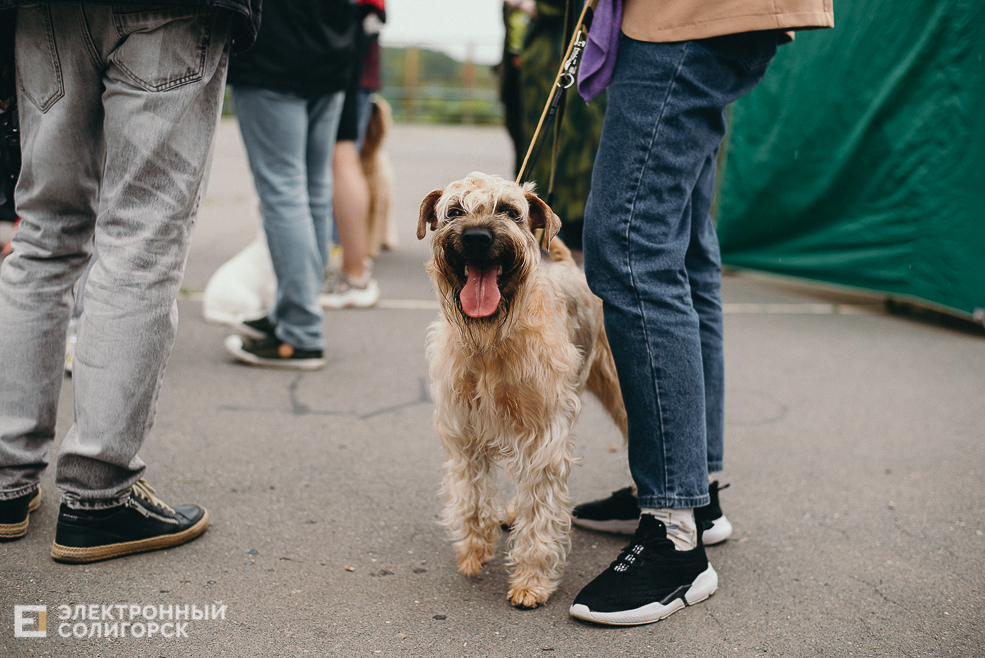 выставка собак