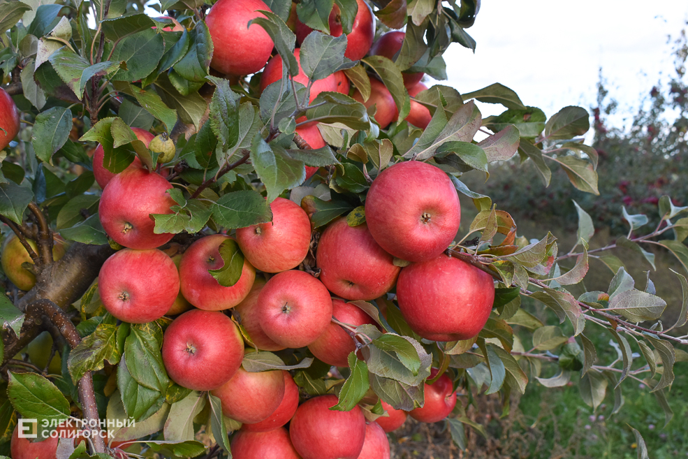 Яблоневый сад в Солигорском районе