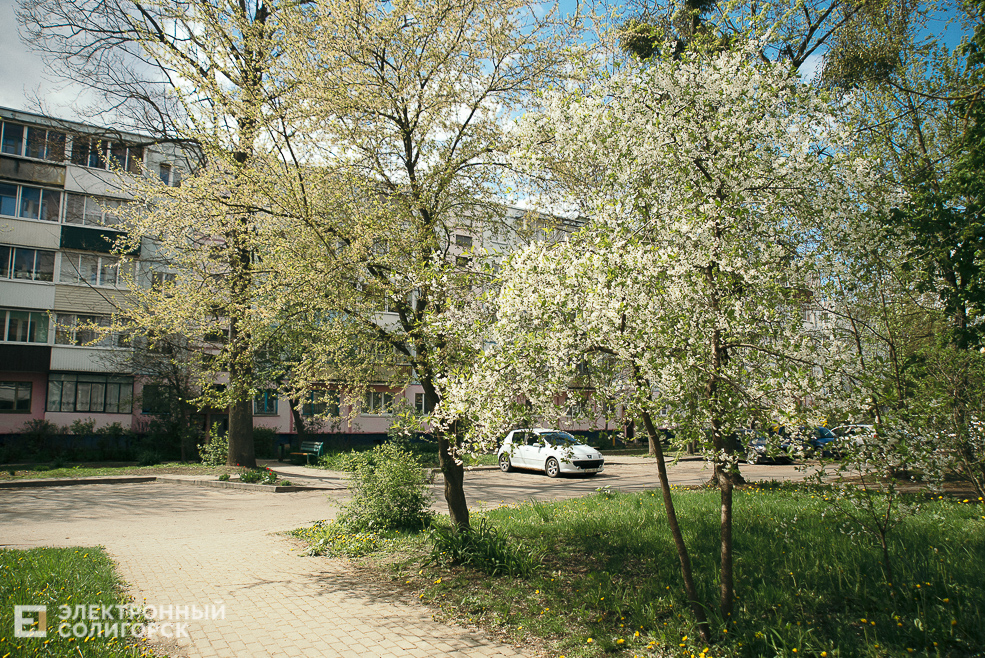 цветущие деревья