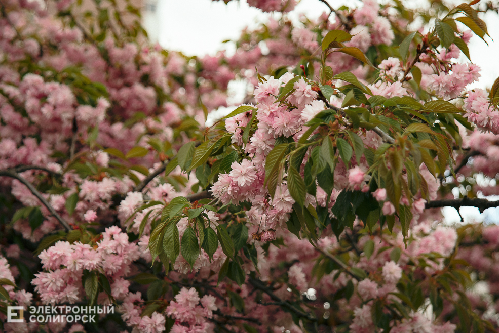 цветущие деревья