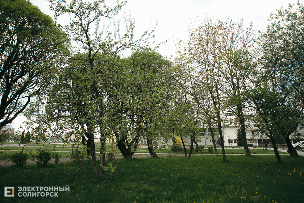 цветущие деревья