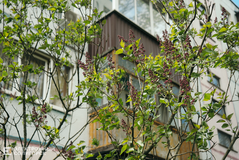 цветущие деревья