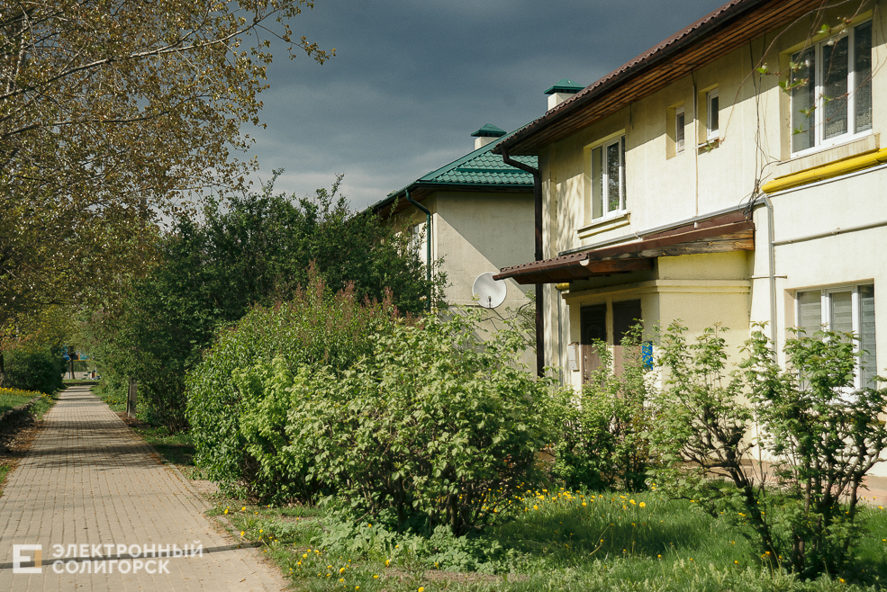 цветущие деревья