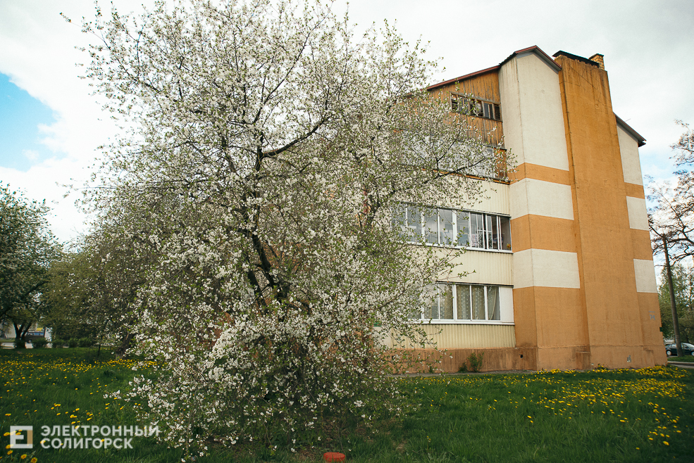 цветущие деревья