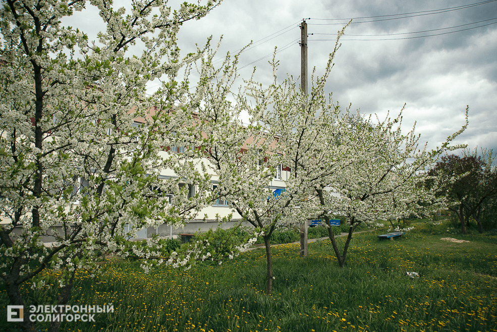 цветущие деревья